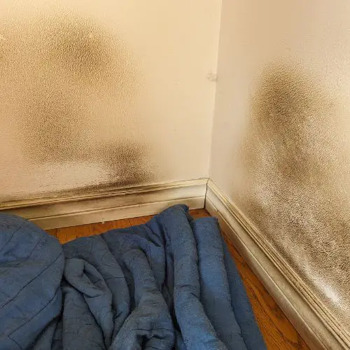Dirty greasy wall stains from dog in corner of room
