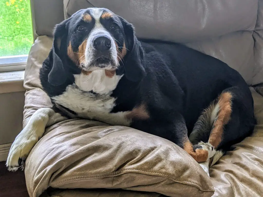Large tri-color dog lying on loveseat