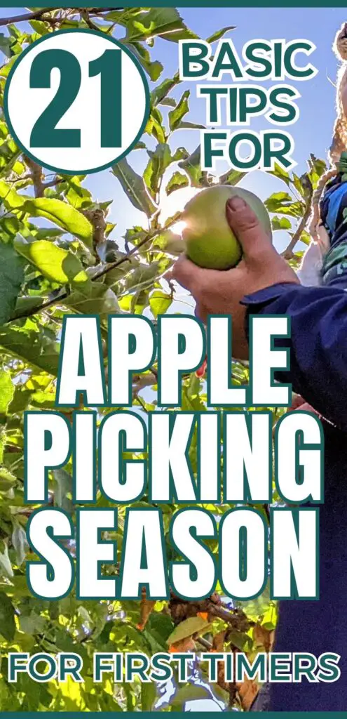 A person holds a green apple while standing among apple trees, showcasing an instructional guide titled "21 Basic Tips for Apple Picking Season for First Timers."