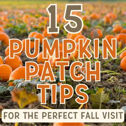 A vibrant field of pumpkins is featured, accompanied by the text "15 Pumpkin Patch Tips for the Perfect Fall Visit," highlighting autumn activities for families and couples during the Fall season.