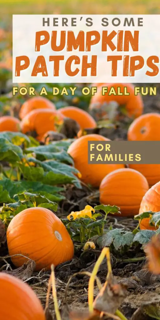 A field of pumpkins surrounded by green vines, with text overlay offering pumpkin patch tips for family fall activities.