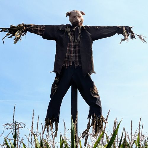Pig head DIY Halloween scarecrow